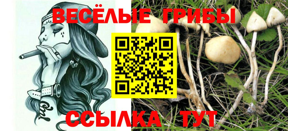 Майский  Псилоцибиновые грибы Psilocybine cubensis  Вход с VPN 